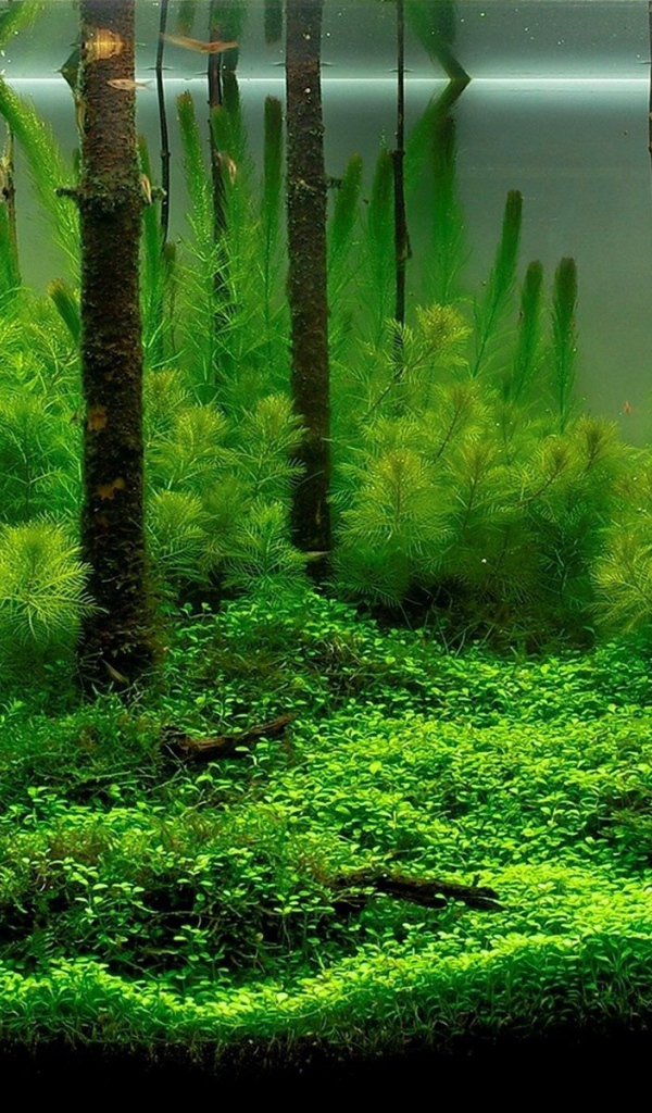 Разные водоросли в домашнем аквариуме