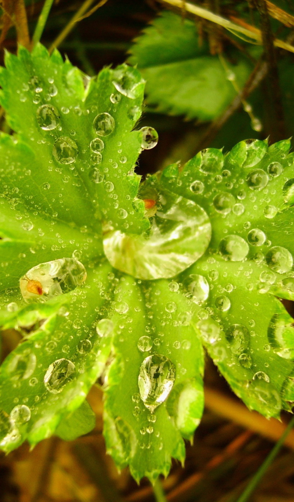 Капли воды в большом листке