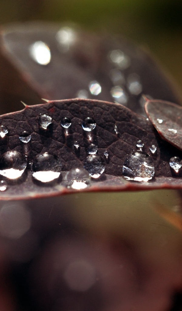 Капли влаги на черных листьях