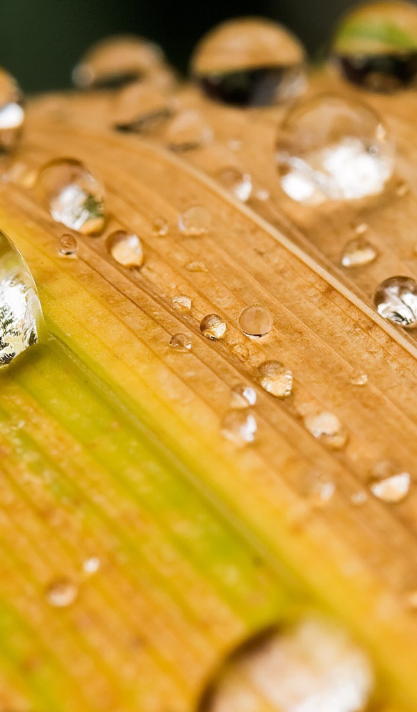 Капли воды на желтеющей траве