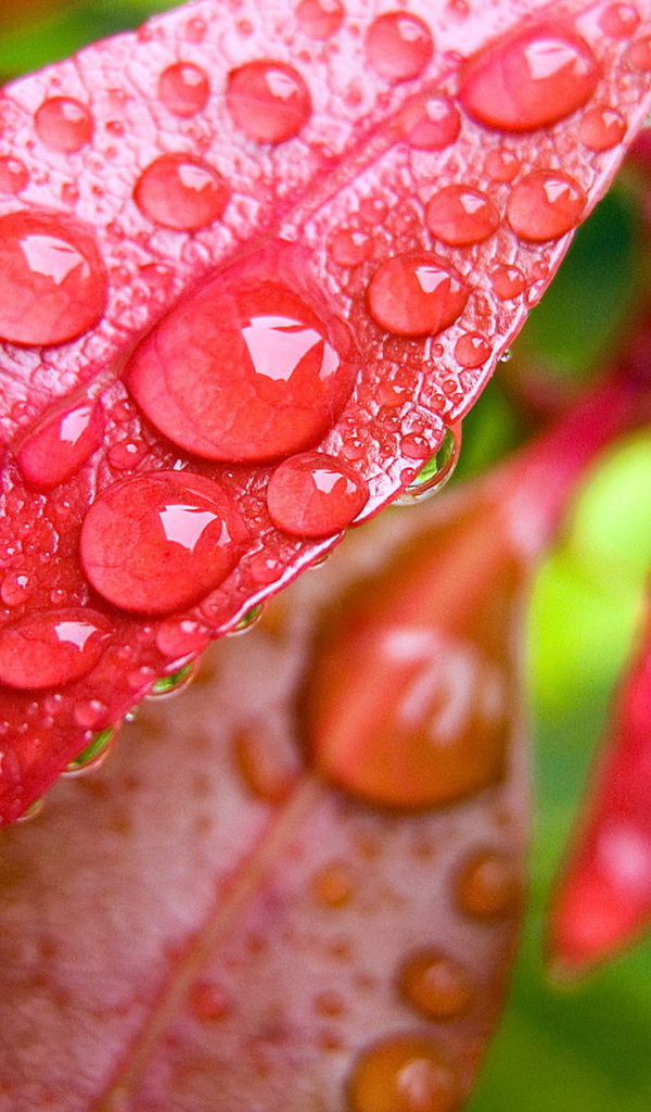 Капли на красных листьях