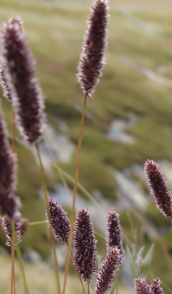 Сухие колоски полевых растений