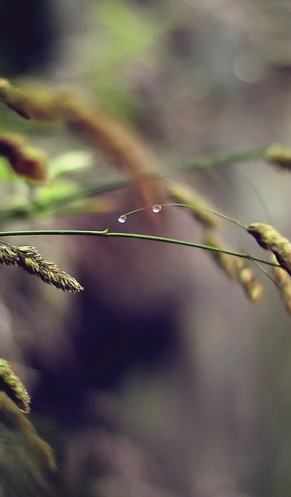 Полевая трава, капли воды