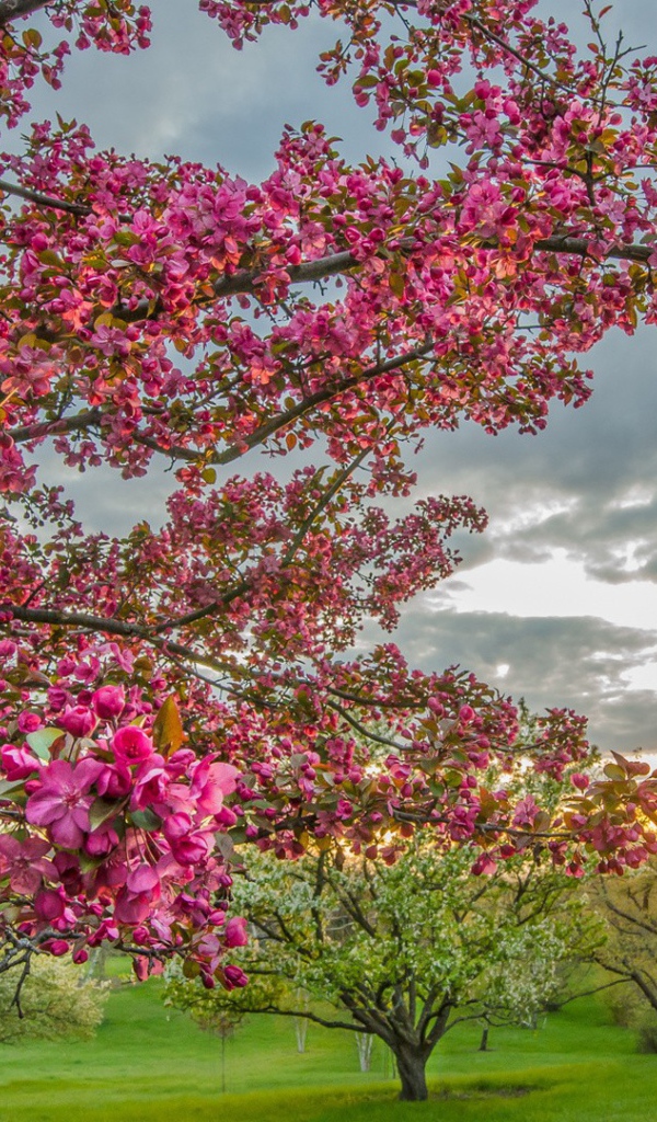 Цветущие деревья в плодовом саду