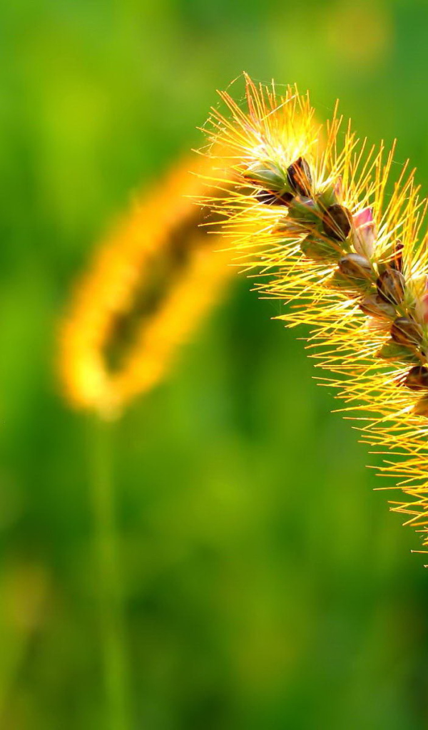 Пушистый колосок