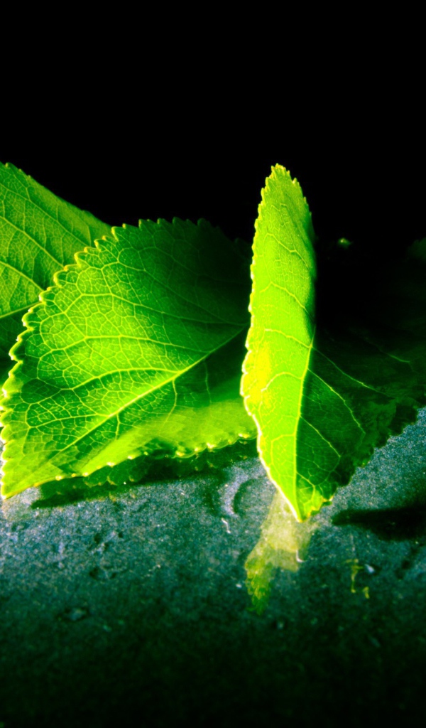 Четыре зеленых листа с дерева