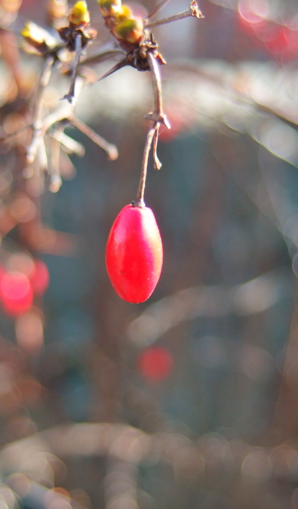 Плод шиповника на ветке
