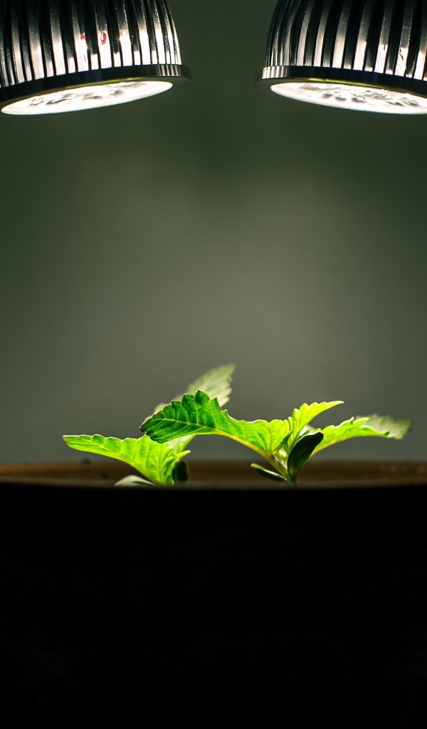 Ростки под искусственным освещением