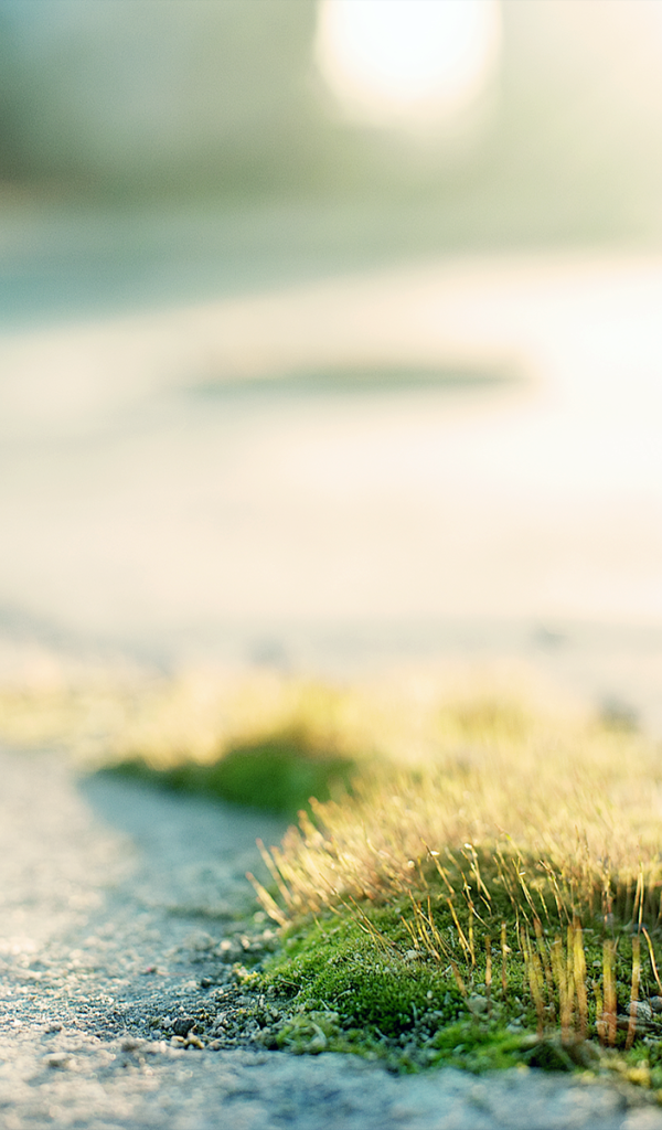 Трава и мох на асфальте