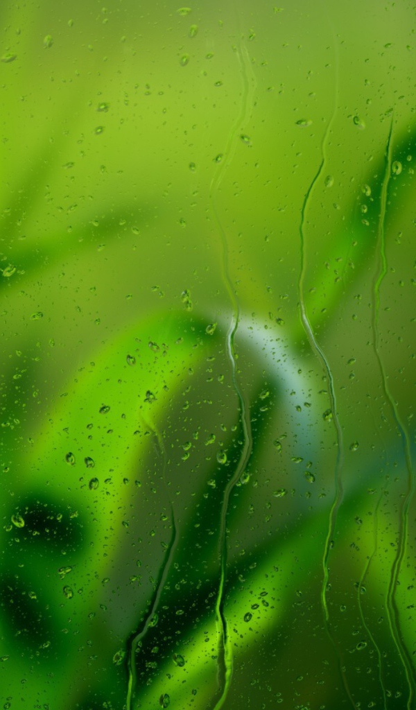 Трава за мокрым стеклом