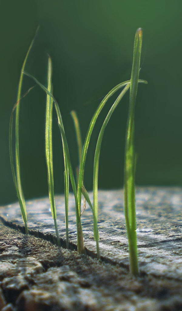 Ростки травы из пенька
