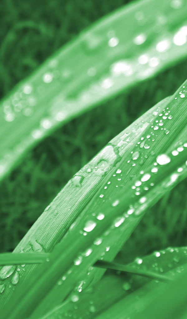 Зеленая трава в утренней росе