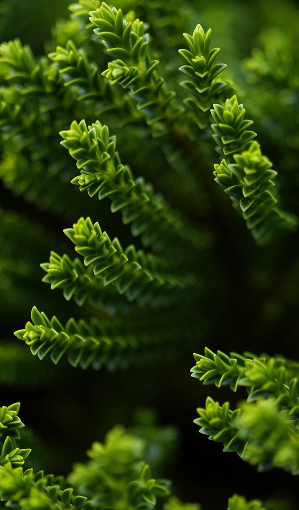 Зеленый хвощ в лесу