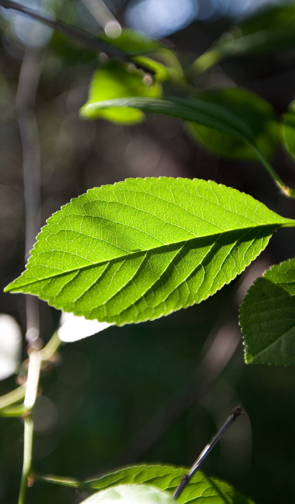 Зеленый лист на солнце