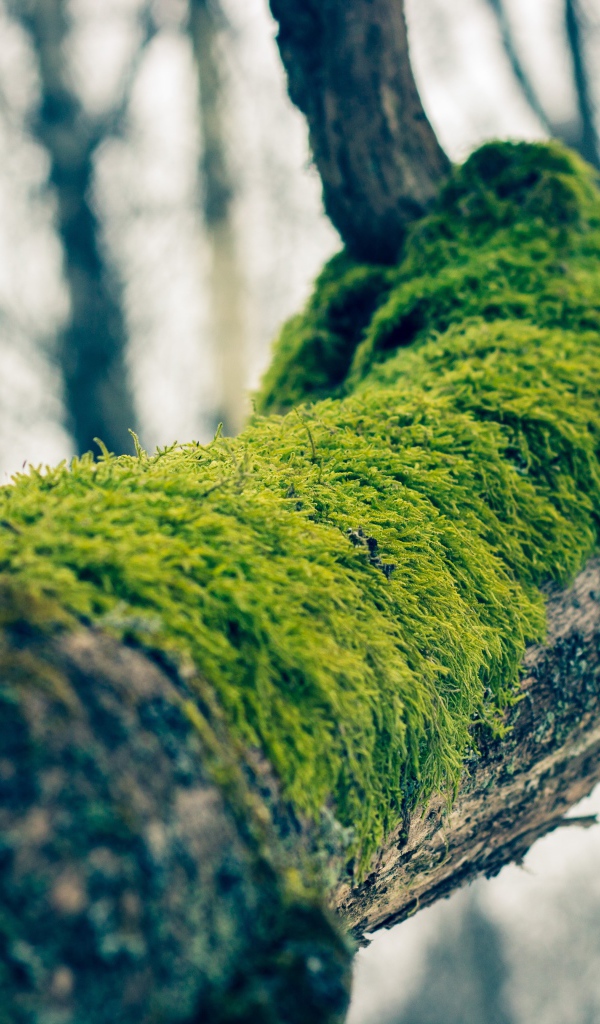 Зеленый мох на толстой ветке дерева