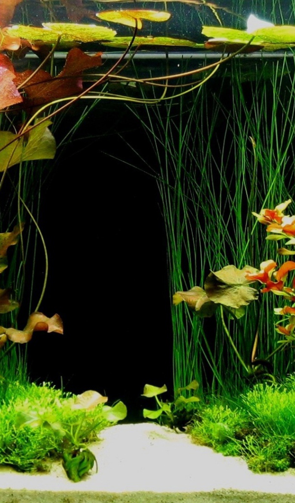 Зеленые растения внутри аквариума
