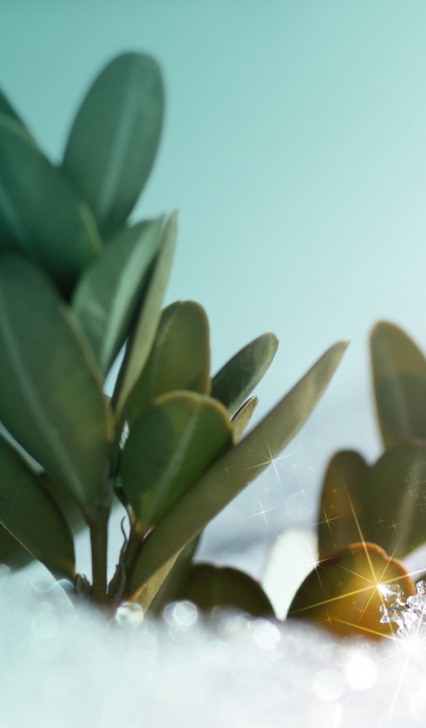 Зеленые растения под искрящимся снегом