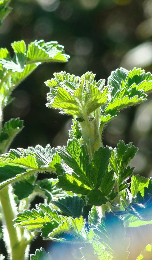 Зеленые ростки в лучах солнца