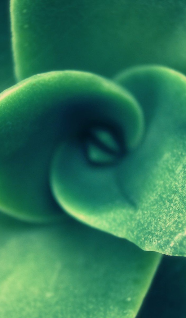 Зеленый спиральный бутон растения