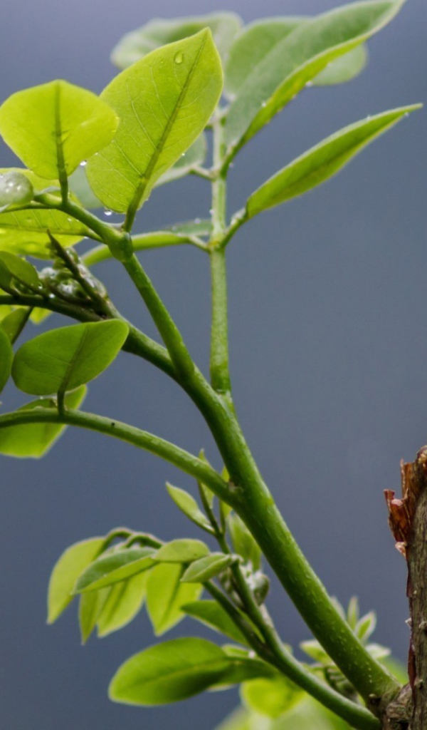 Зеленый росток на обрубке ствола