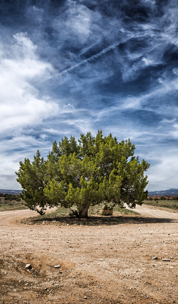 Зеленое дерево посреди дороги