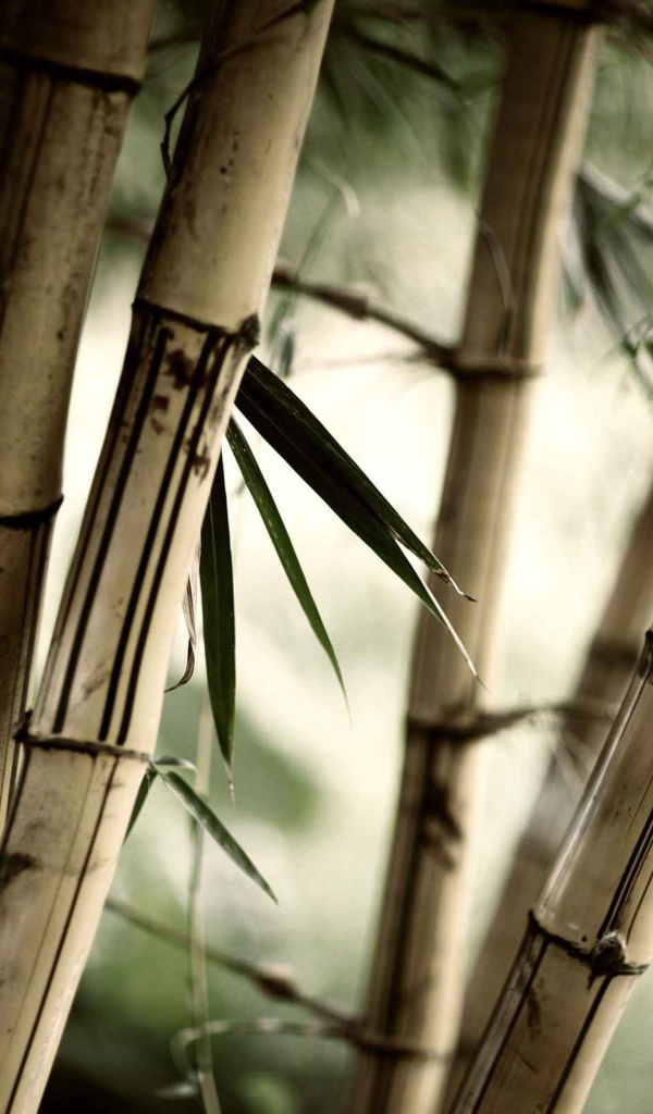 Серые стебли бамбука