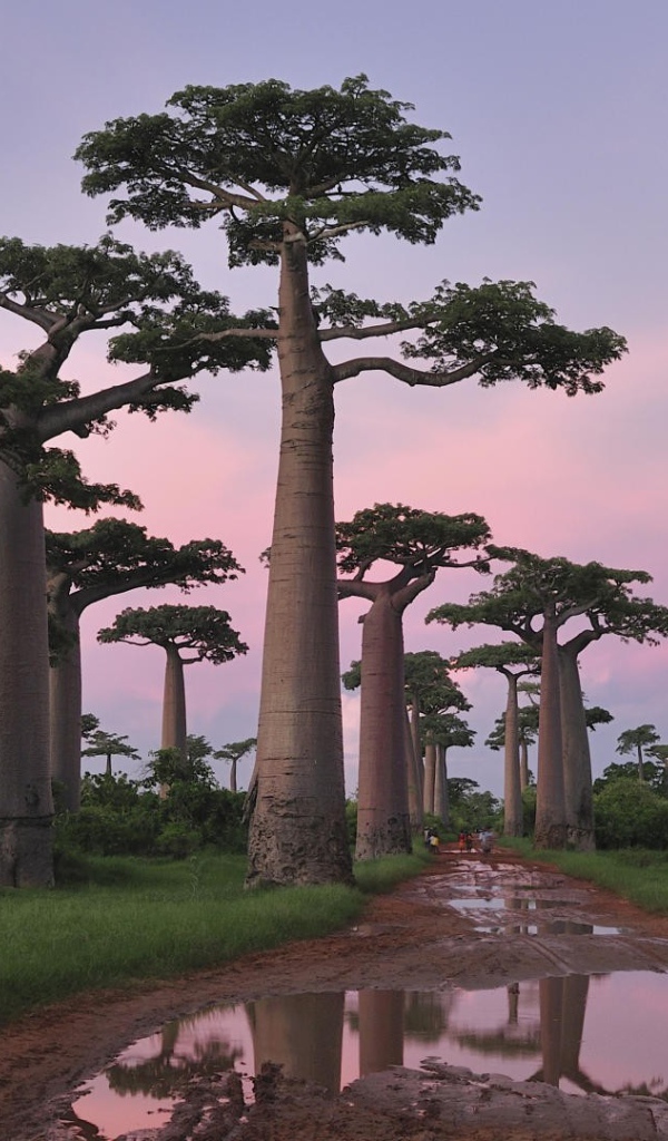 Роща баобабов в Африке