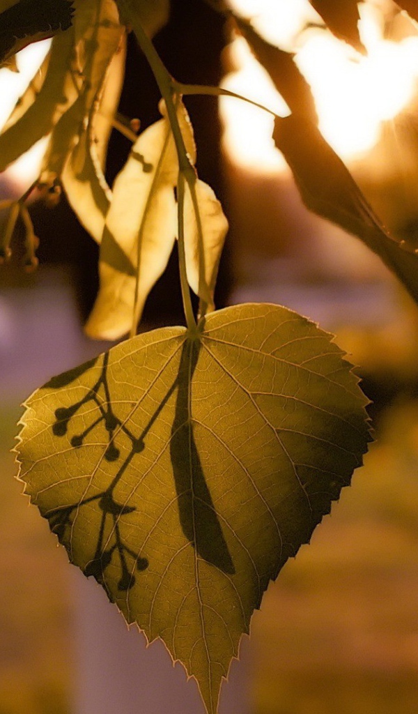 Лист дерева липа освещенный солнцем