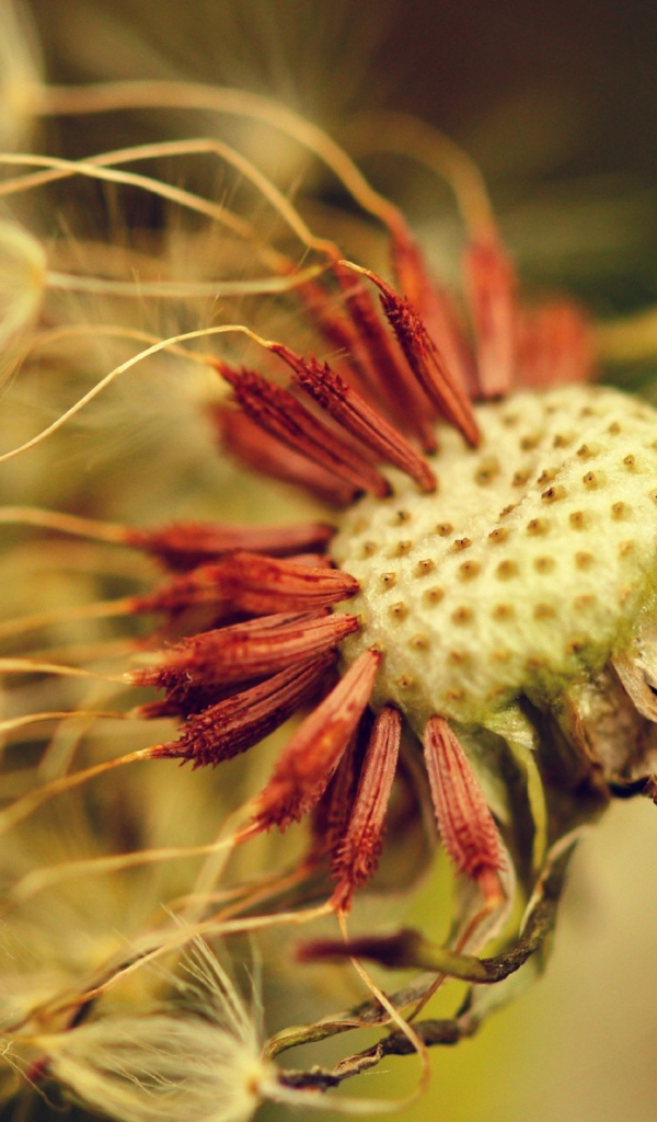 Облетевший зрелый одуванчик