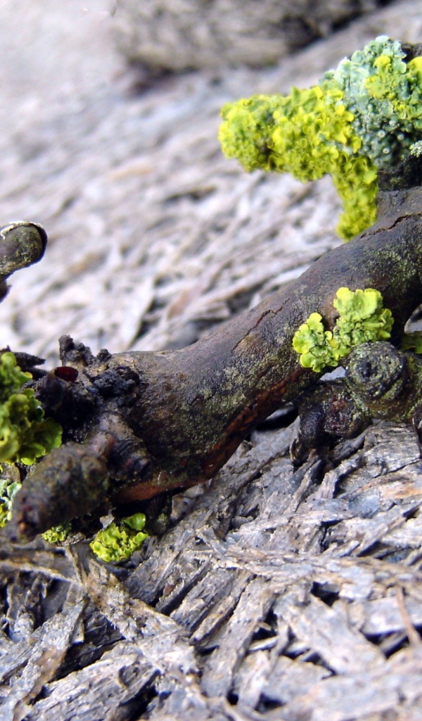 Лишайник на упавшей ветке дерева
