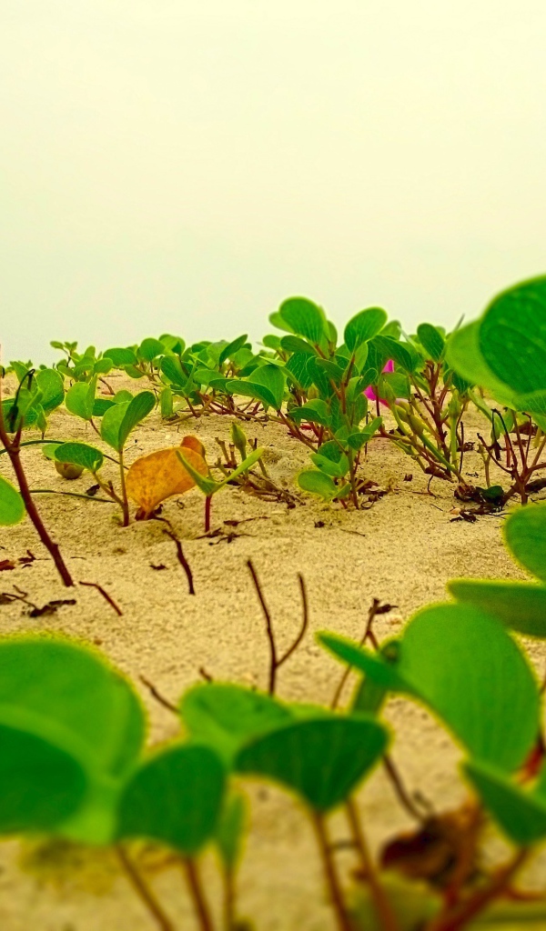 Цветы лотоса растут на песке