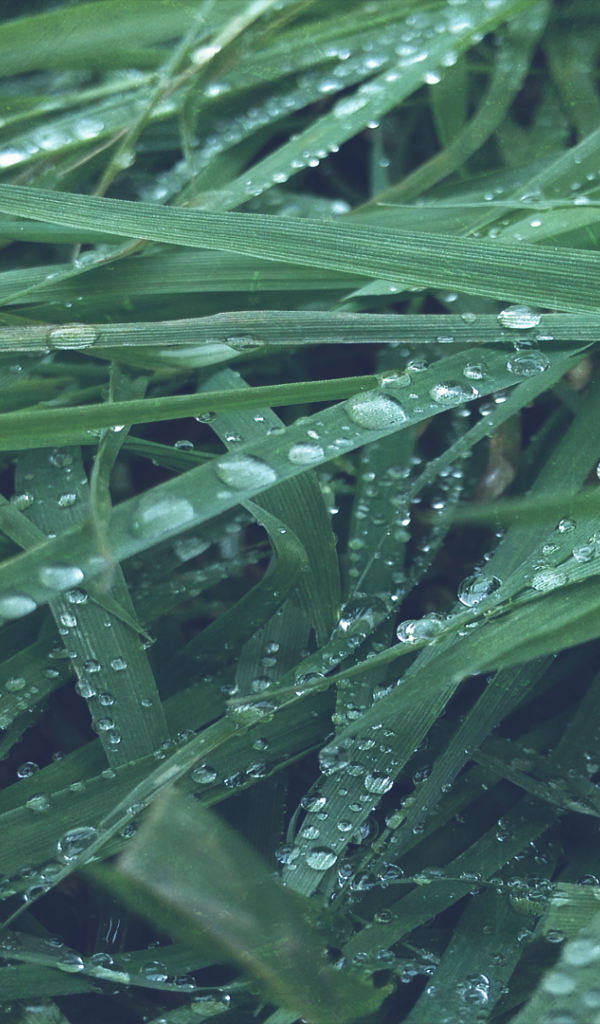 Макро фото росы на траве