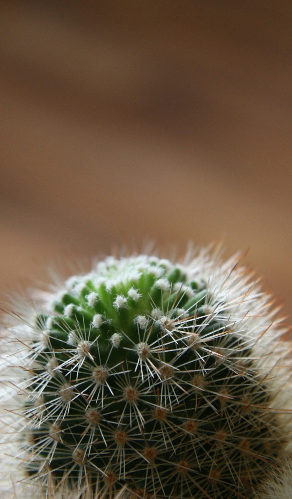 Макро фото бутона кактуса