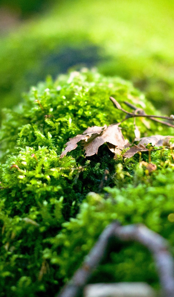 Макро фото зеленого мха
