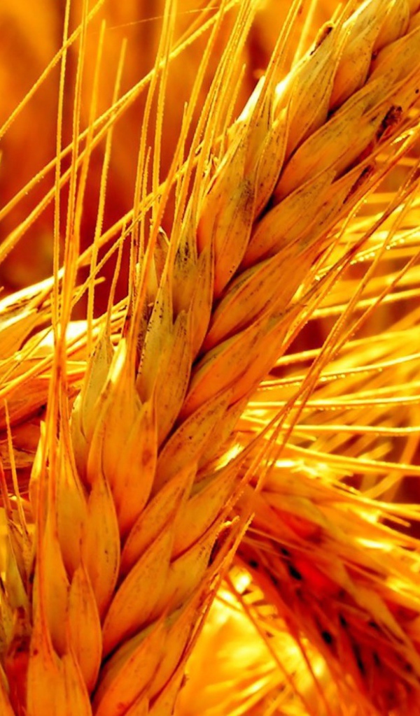 Макро фото оранжевой зрелой пшеницы