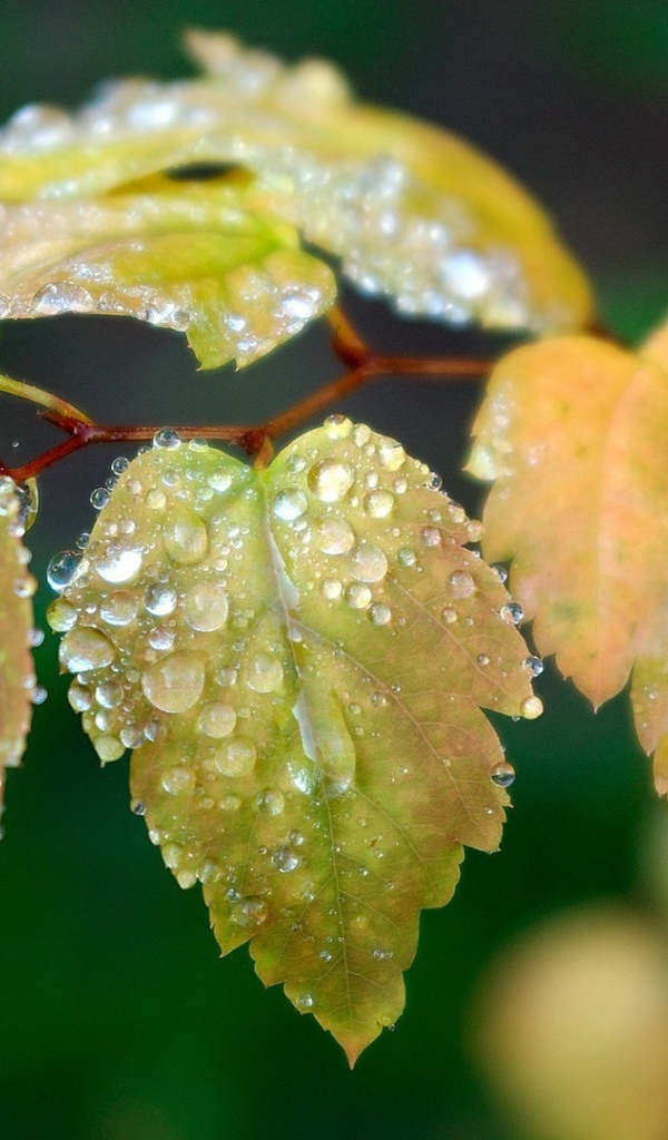 Влага на листьях ветки березы