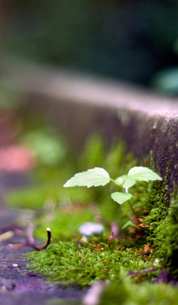 Мох у обочины дороги