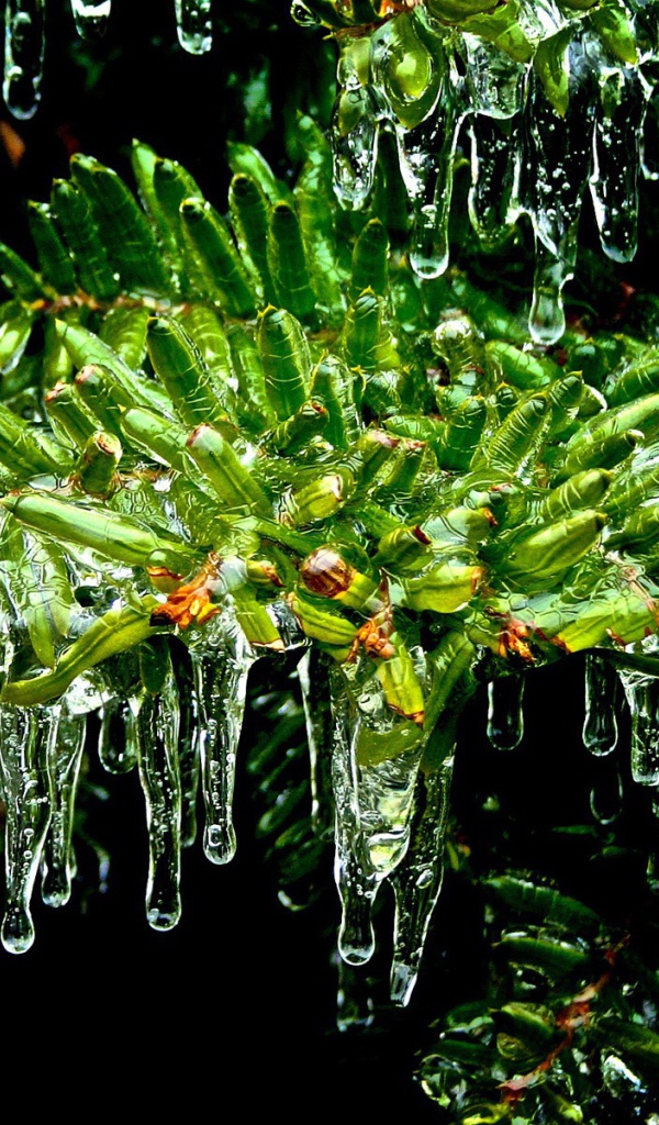 Мох под каплями дождя