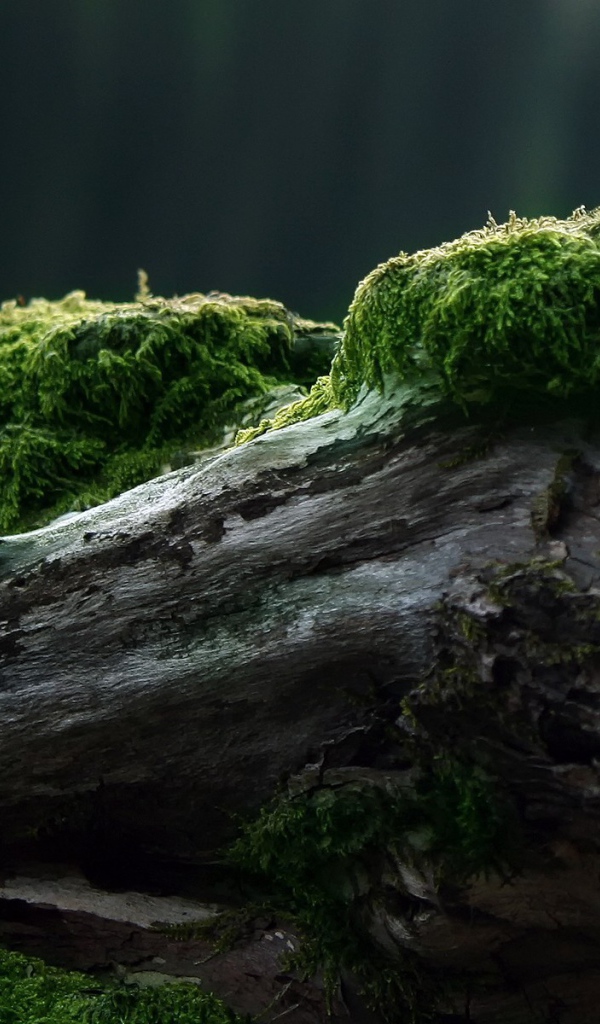Мох растет на засохшем дереве