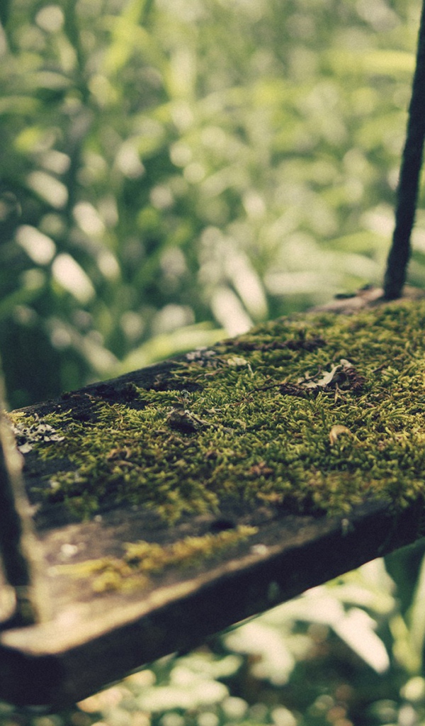 Мох на детских качелях