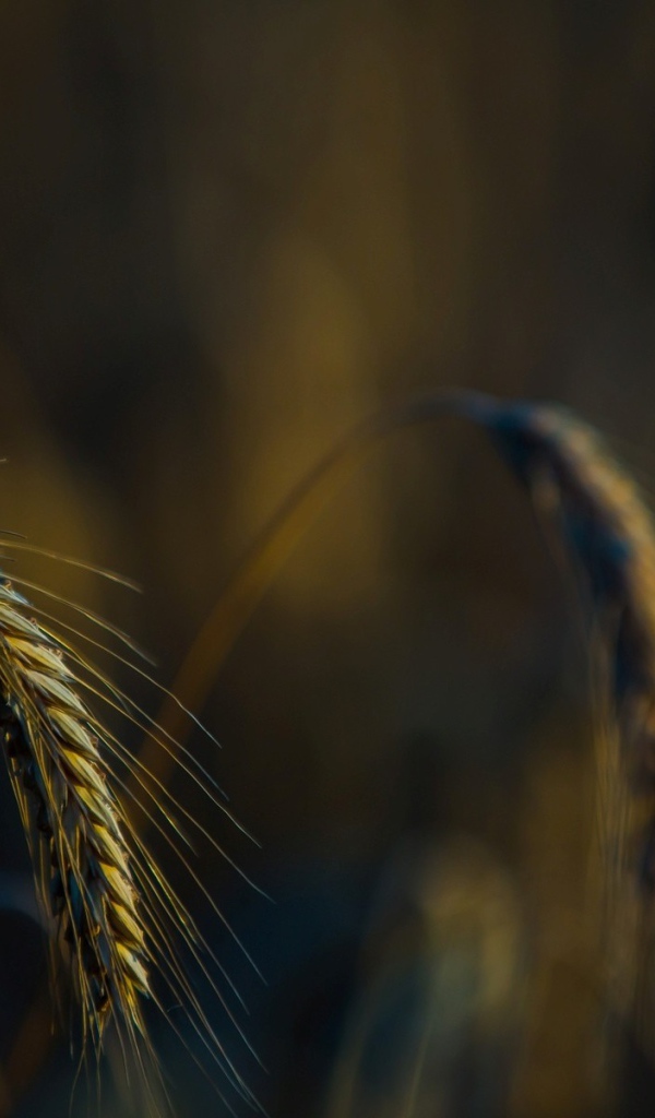 Налившийся колосок склонился вниз