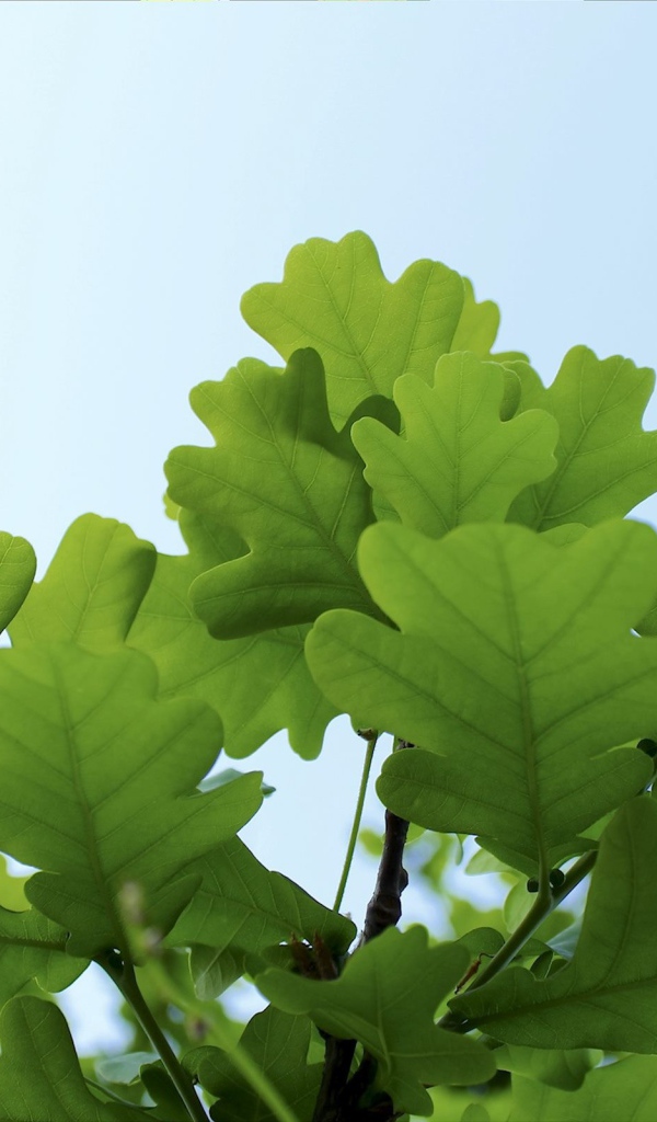 Листья дуба на фоне неба