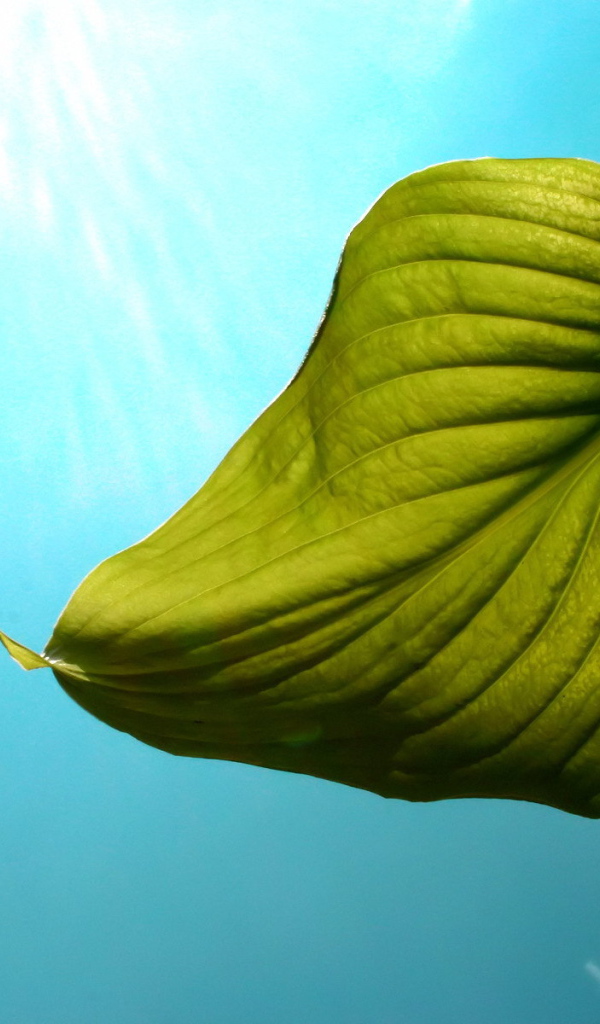 Один листок на фоне неба