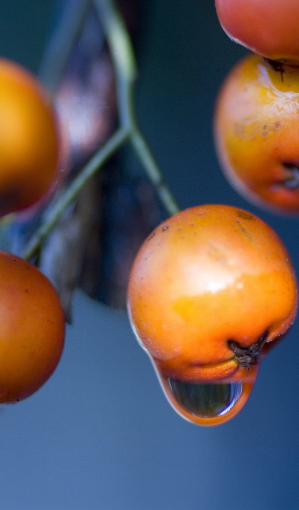 Оранжевые ягоды