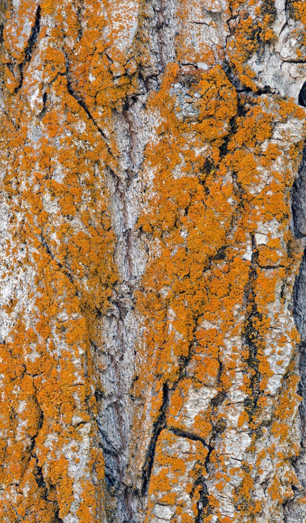 Оранжевый лишай на коре дерева