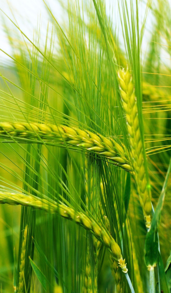 Нежно зеленые колоски пшеницы