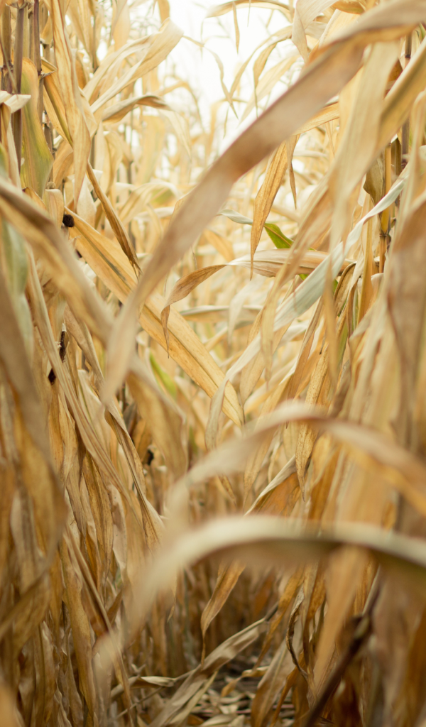 Проход в зарослях сухой кукурузы