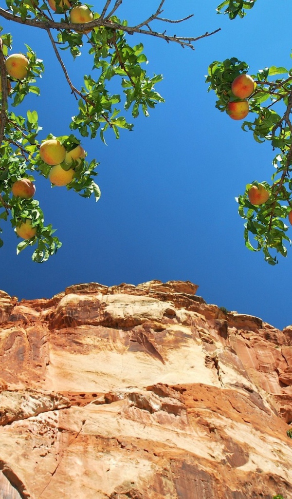 Персики на ветвях на фоне скалы