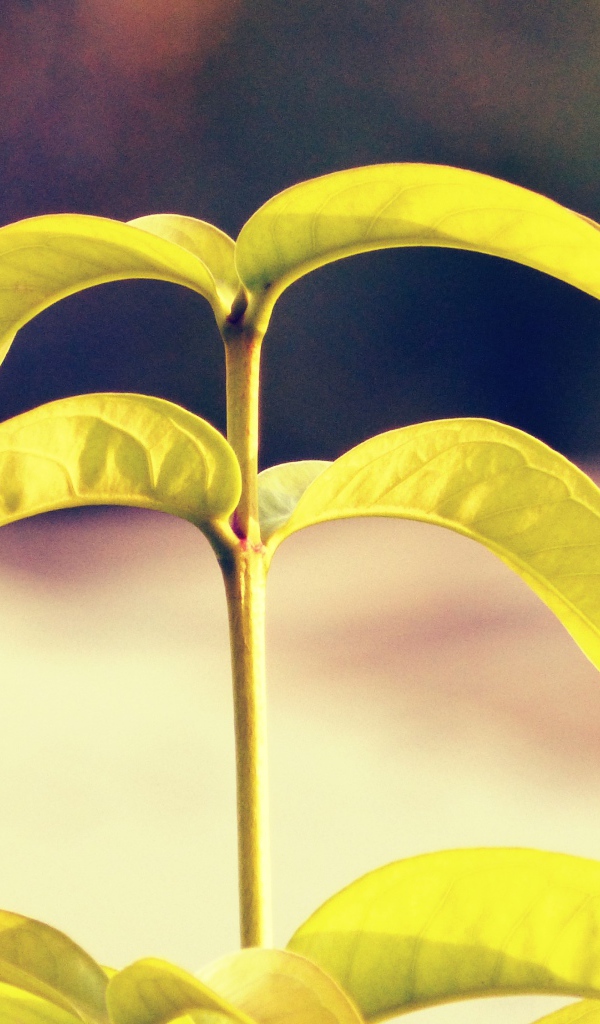 Лепестки растения папайя