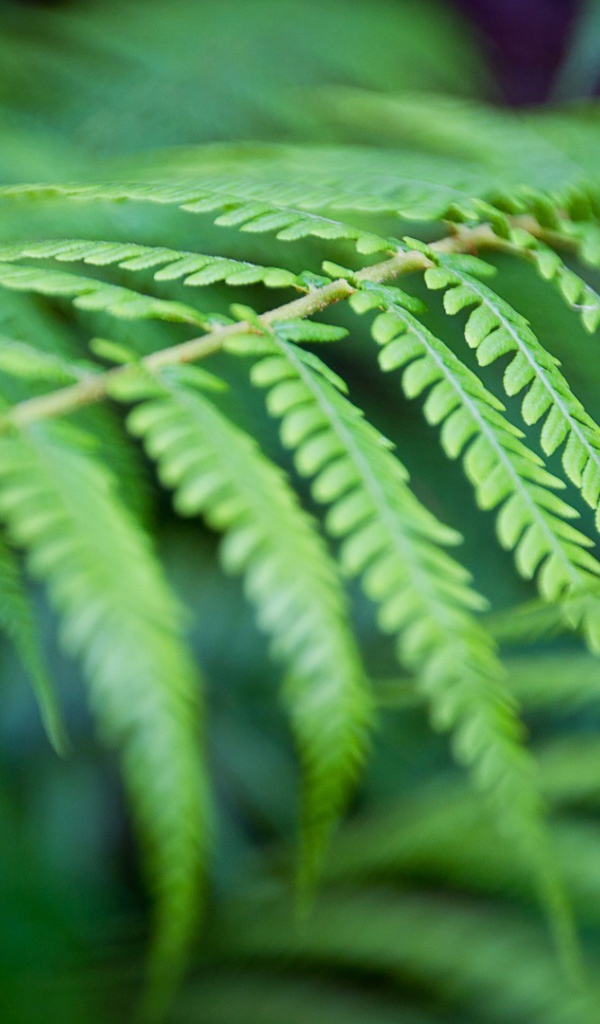 Фото листьев папоротника вблизи